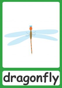 Bugs Flashcards - Simple insect flashcards for your classroom