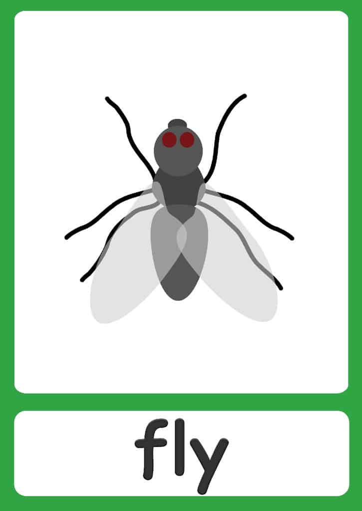 Bugs Flashcards Simple Insect Flashcards For Your Classroom Bugs Flashcards Simple Insect Flashcards For Your Classroom
