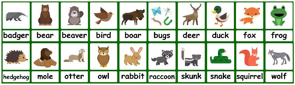 Forest Animal flashcards + FREE Forest background