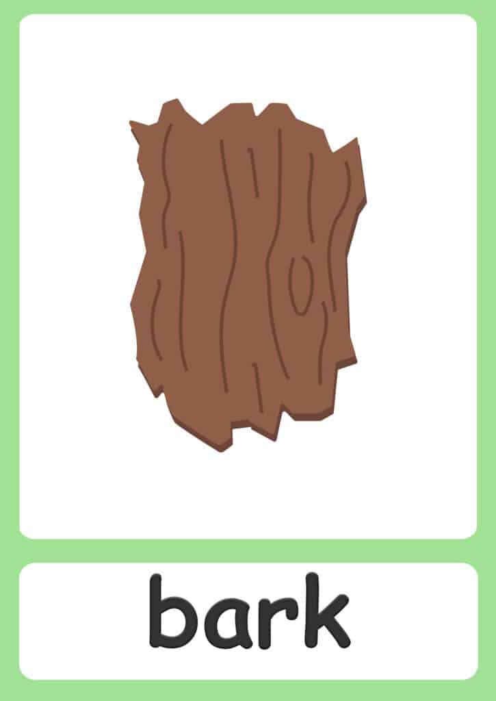 plant-flashcards-bark