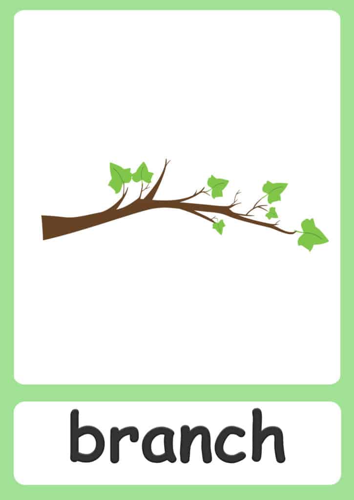 plant-flashcards-branch