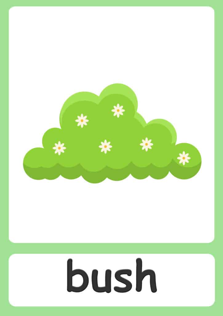 plant-flashcards-bush