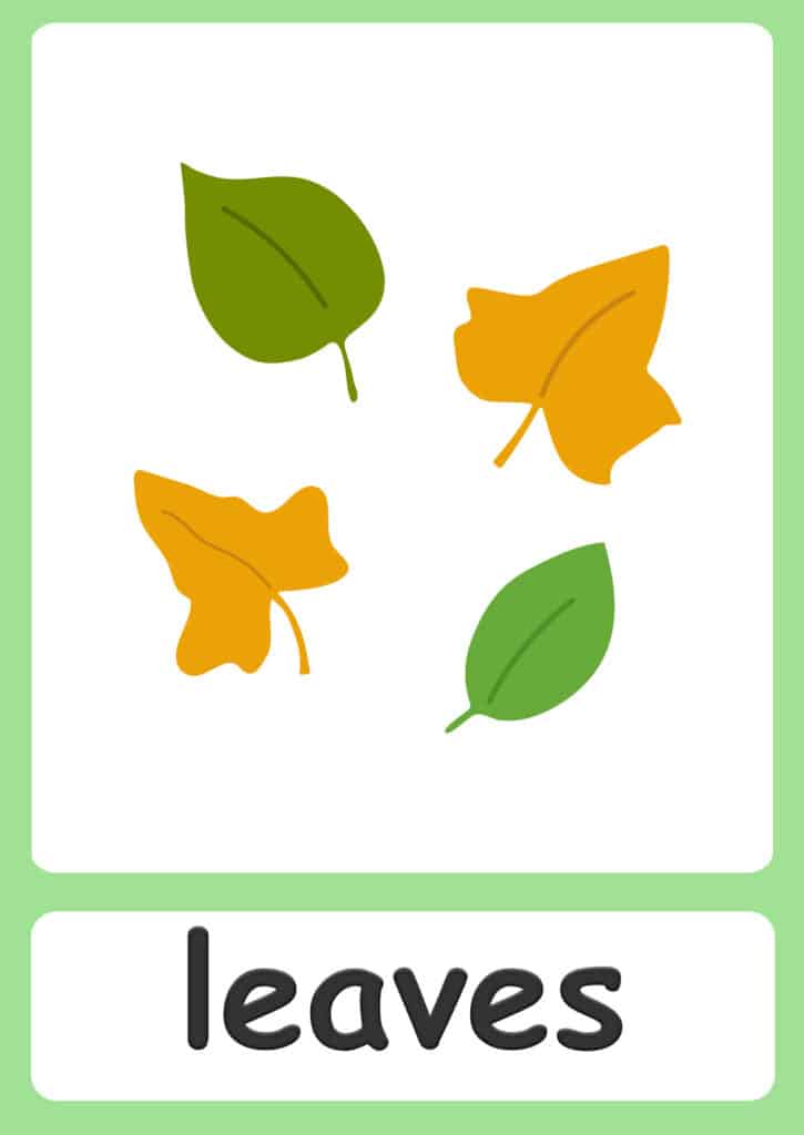 Plant Part Flashcards