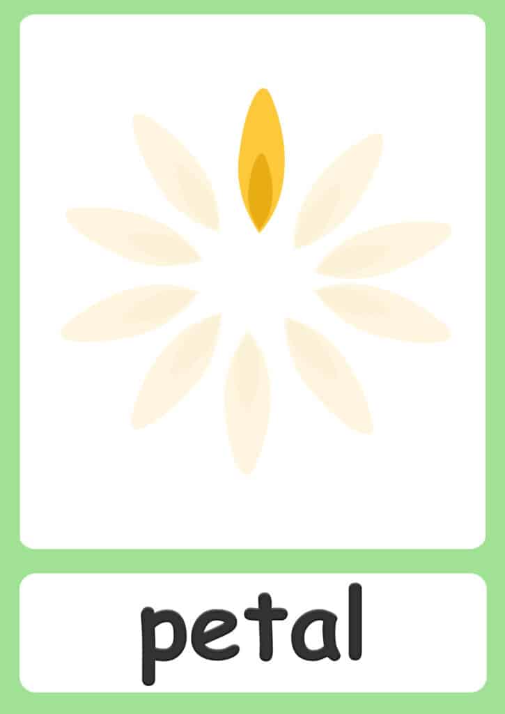 plant-flashcards-petal