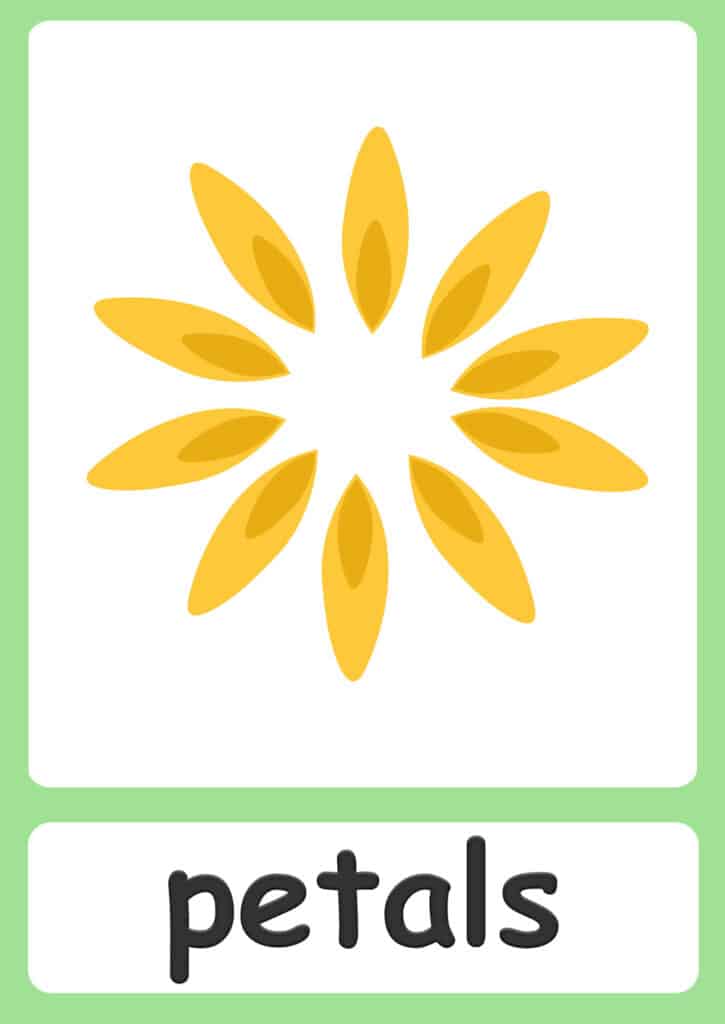 plant-flashcards-petals