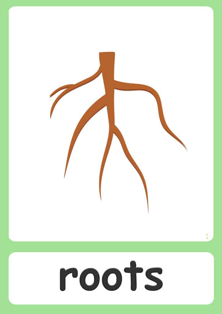 plant-flashcards-roots