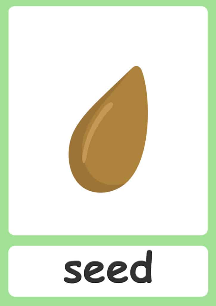 plant-flashcards-seed