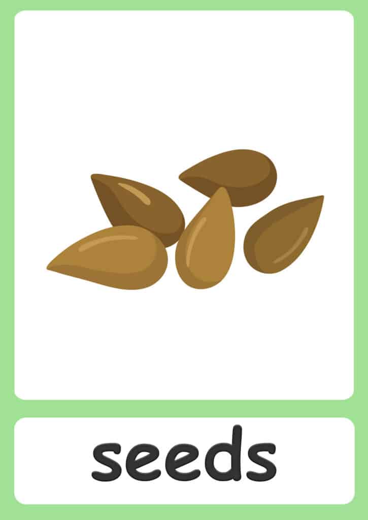 plant-flashcards-seeds