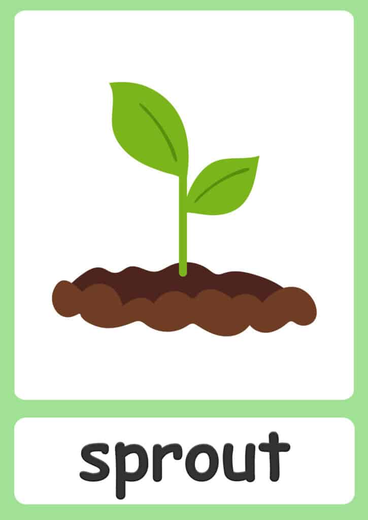 plant-flashcards-sprout