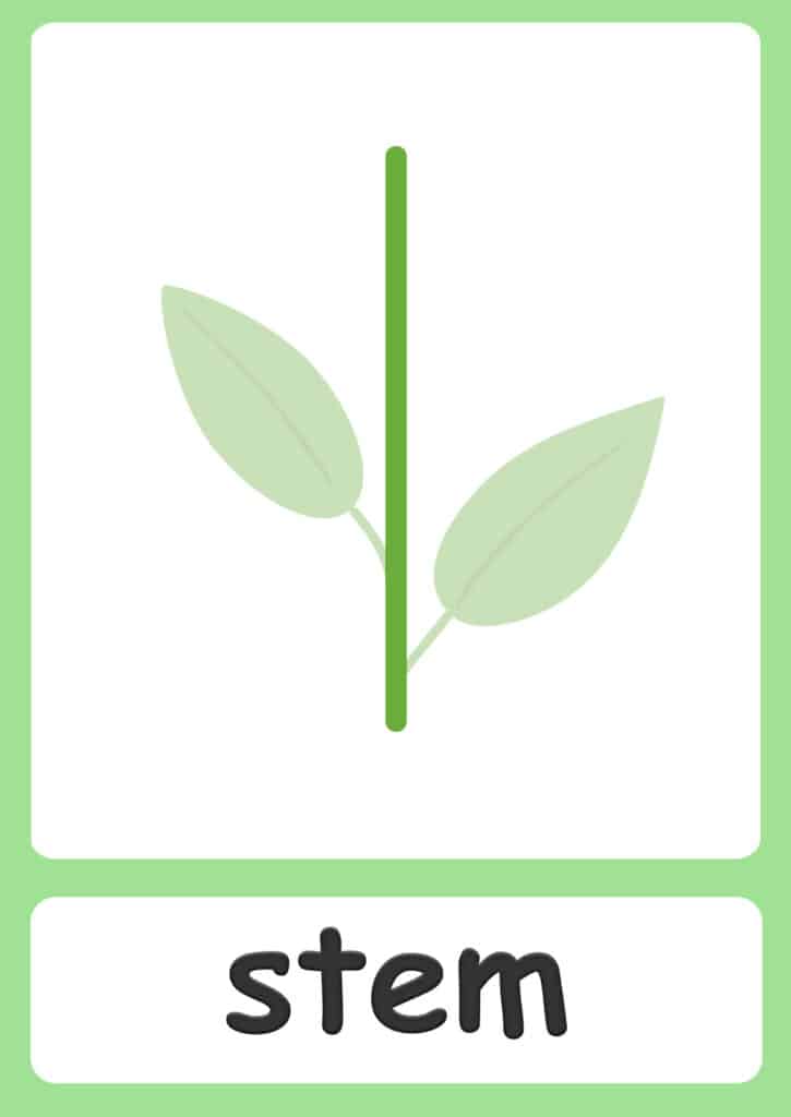 plant-flashcards-stem