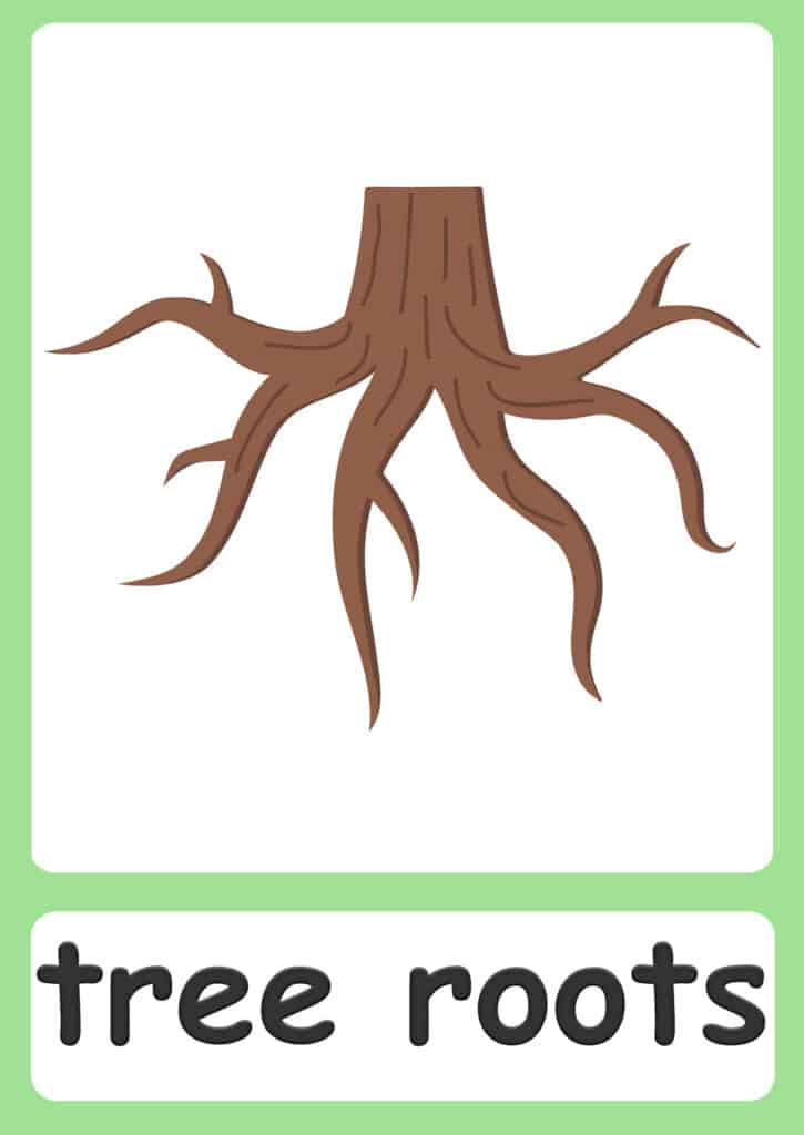 plant-flashcards-tree-roots