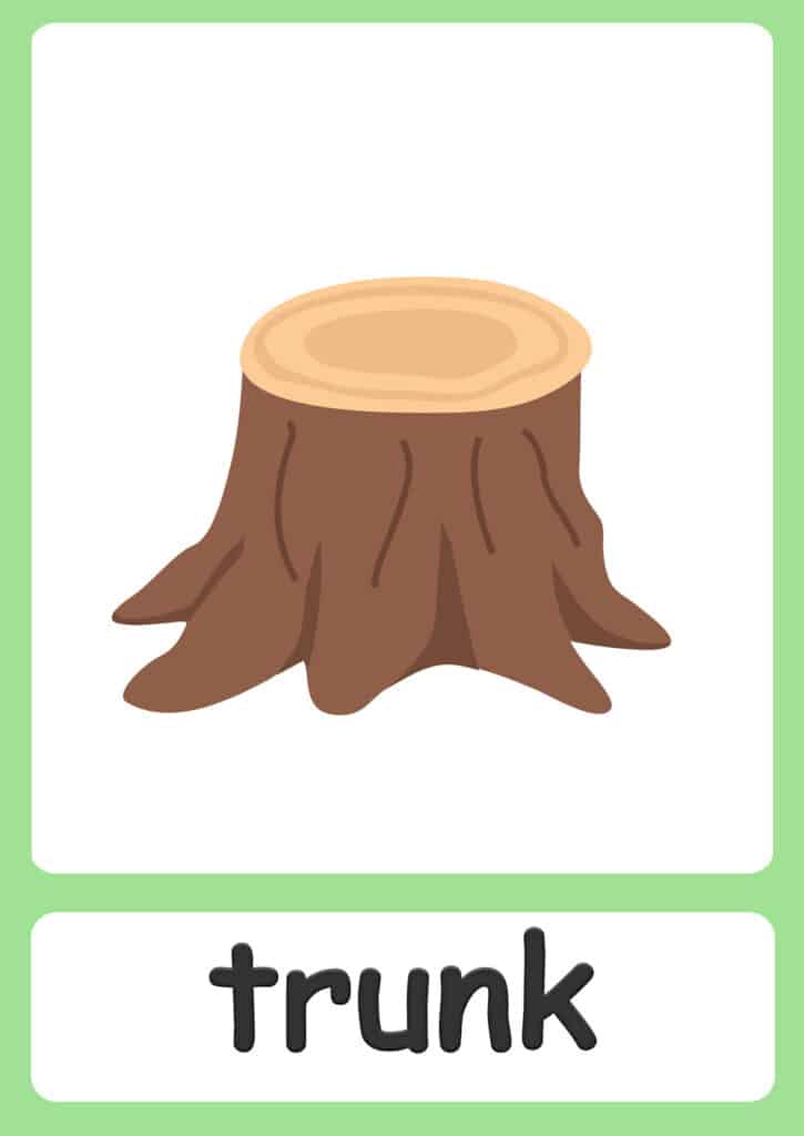 plant-flashcards-trunk